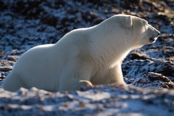 Oso Polar Encuentra Las Rocas Girando Cabeza — Foto de Stock