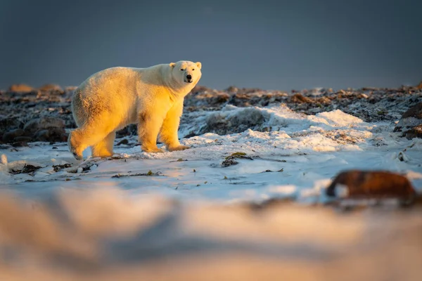 黄昏时分北极熊走过冻土带 — 图库照片