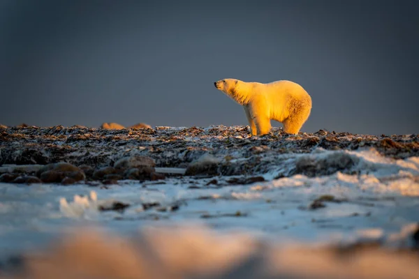 Niedźwiedź Polarny Stoi Przy Zachodzie Słońca Podnosząc Głowę — Zdjęcie stockowe