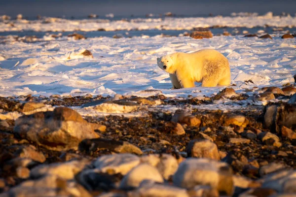 Niedźwiedź Polarny Stojący Tundrze Wśród Skał — Zdjęcie stockowe