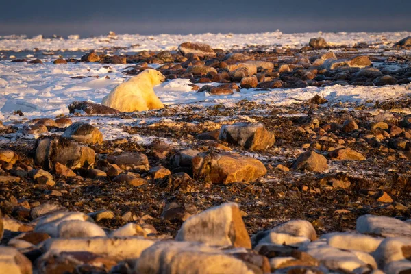 Orso Polare Sdraiato Sulla Tundra Tra Rocce — Foto Stock