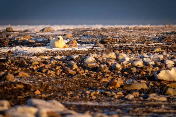 Orso Polare Trova Sulla Tundra Guardando Fotocamera — Foto Stock