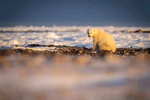 Niedźwiedź Polarny Siedzi Lunecie Tundry — Zdjęcie stockowe