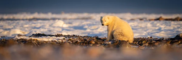 Panorama Niedźwiedzia Polarnego Siedząca Kamera Obserwacji — Zdjęcie stockowe