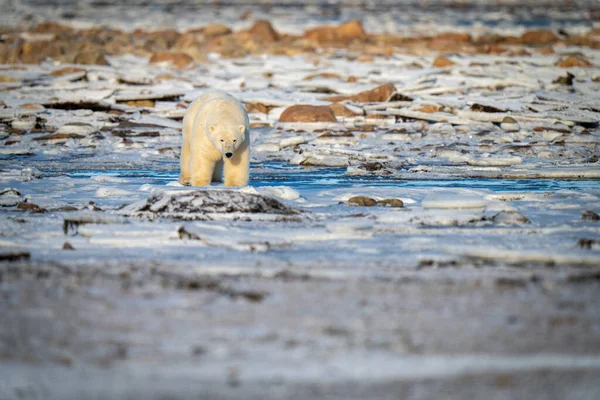 Niedźwiedź Polarny Stoi Tundrze Wśród Skał — Zdjęcie stockowe