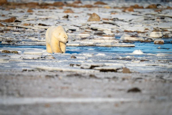 Isbjörn Går Över Tundra Bland Stenar — Stockfoto