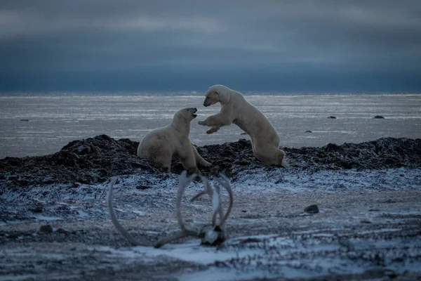 Polar Bear Jumps Another Seashore — Stock Photo, Image