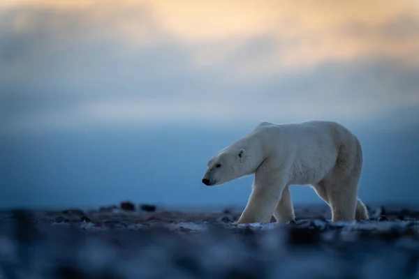 구름낀 툰드라를 횡단하는 북극곰 — 스톡 사진