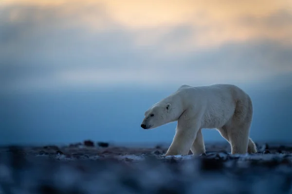 Oso Polar Cruza Tundra Bajo Cielo Nublado —  Fotos de Stock