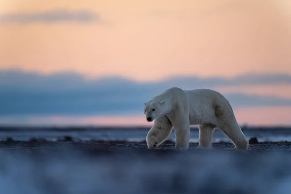 Orso Polare Solleva Zampa Camminando Attraverso Tundra — Foto Stock