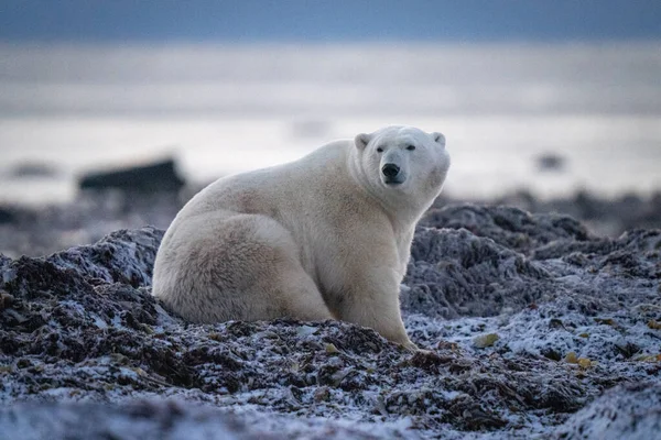北极熊坐在海藻上回头看 — 图库照片