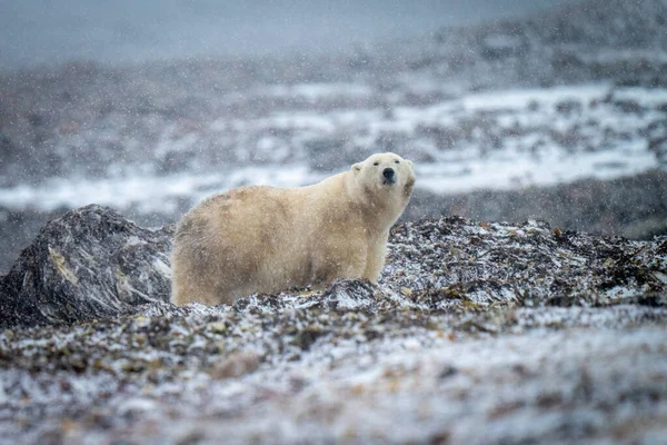 Ours Polaire Tient Caméra Dans Neige — Photo