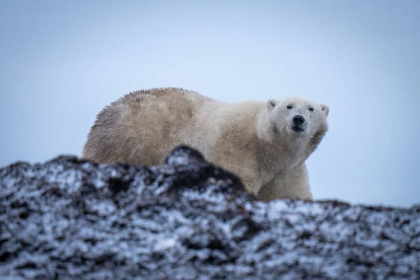 Oso Polar Para Tundra Detrás Cresta — Foto de Stock