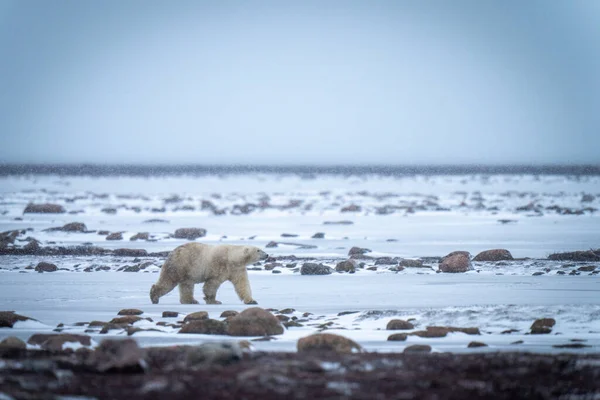 北极熊在岩石间穿过冻土带 — 图库照片