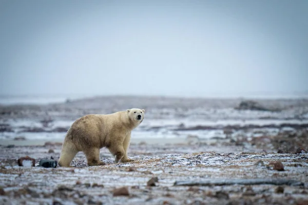 Isbjörn Lyfter Tass Över Snöig Tundra — Stockfoto