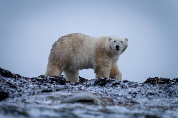 Niedźwiedź Polarny Przechodzi Przez Łapę Podnoszącą Wodorosty — Zdjęcie stockowe