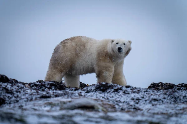 Urso Polar Fica Câmera Olhos Tundra — Fotografia de Stock