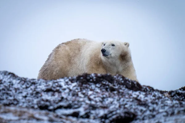 Oso Polar Está Detrás Cresta Mirando Hacia Atrás — Foto de Stock