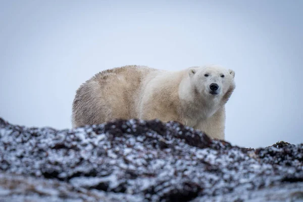 Oso Polar Está Detrás Cámara Visión Cresta — Foto de Stock