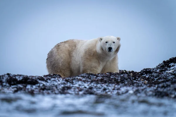 Niedźwiedź Polarny Stoi Wśród Aparatu Obserwacji Wodorostów — Zdjęcie stockowe