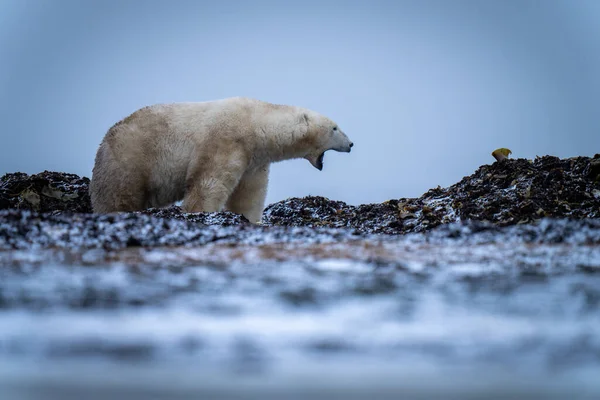 Ours Blanc Tient Sur Toundra Ouverture Bouche — Photo