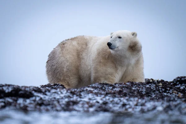 Urso Polar Fica Entre Algas Olhando Para Trás — Fotografia de Stock