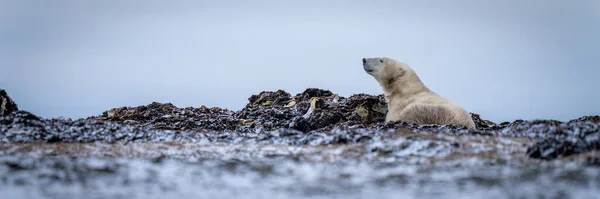 Panorama Urso Polar Deitado Sobre Algas — Fotografia de Stock