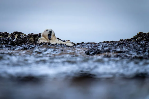 Oso Polar Encuentra Boca Apertura Tundra —  Fotos de Stock
