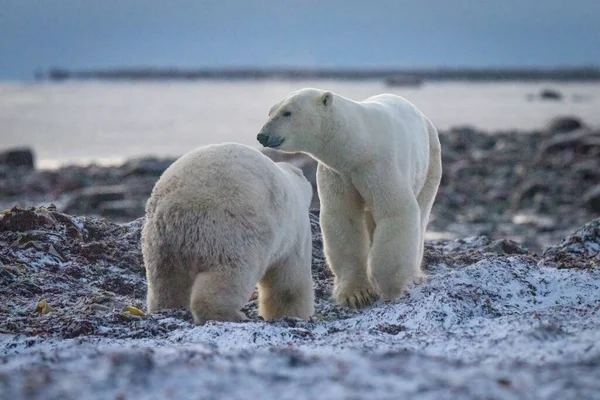 Dwa Niedźwiedzie Polarne Krzyżują Wodorosty Wybrzeżu — Zdjęcie stockowe
