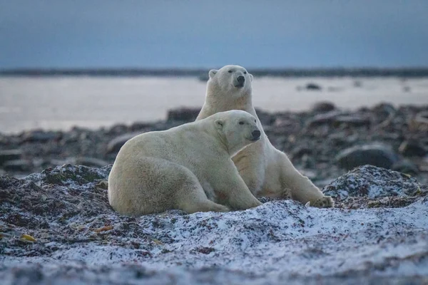 Два Белых Медведя Лежат Ламинарии — стоковое фото