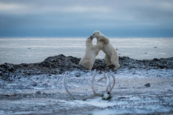 Dois Ursos Polares Lutando Perto Chifres Caribou — Fotografia de Stock