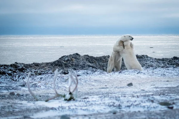 북극곰 바위가 해변에서 씨름하고 — 스톡 사진