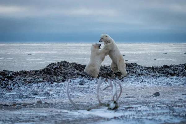 사슴뿔 근처에서 씨름하는 북극곰 — 스톡 사진