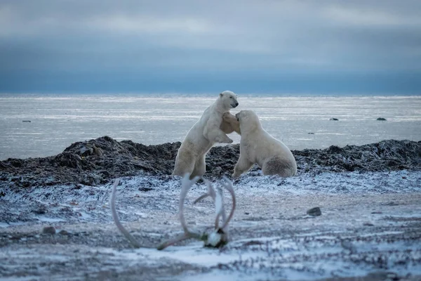 Two Polar Bears Sparring Hudson Bay — Stock Photo, Image