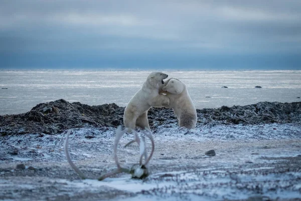 Two Polar Bears Spar Hudson Bay — Stock Photo, Image