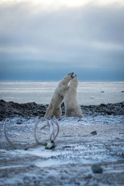 Dwa Niedźwiedzie Polarne Walczą Przy Zatoce Hudson — Zdjęcie stockowe