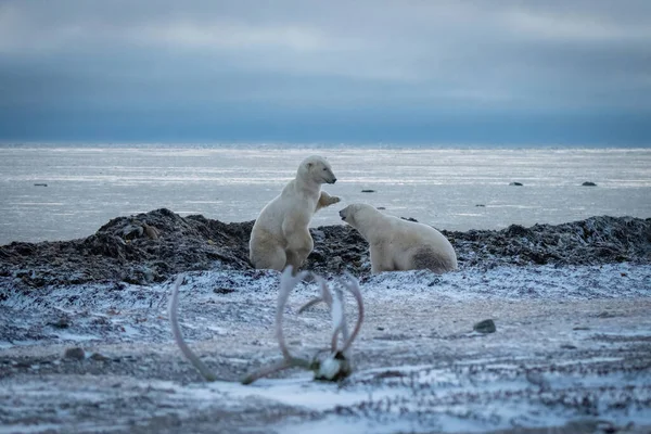 Two Polar Bears Playing Caribou Antlers — Stock Photo, Image