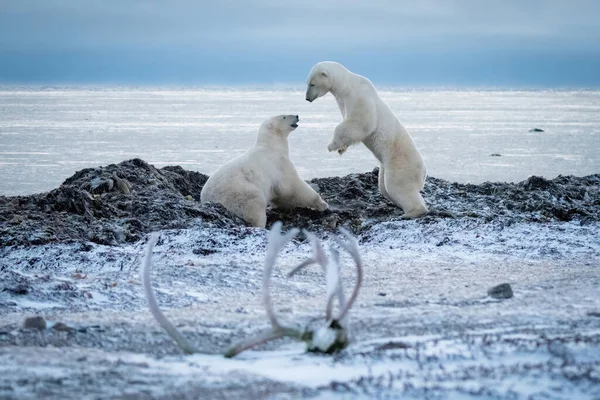 Dos Osos Polares Juegan Costa Rocosa —  Fotos de Stock