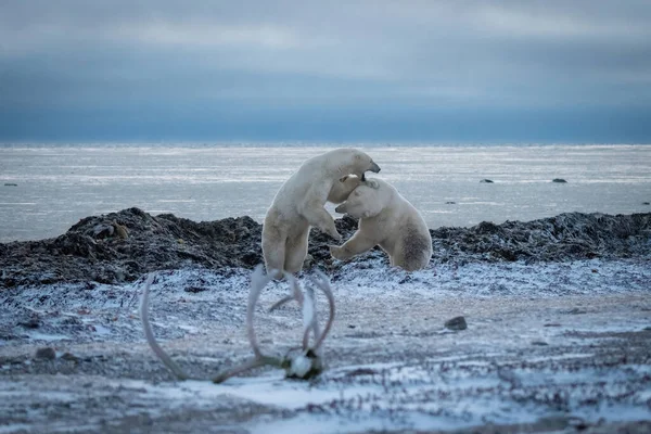 Two Polar Bears Play Fight Shore — Stock Photo, Image