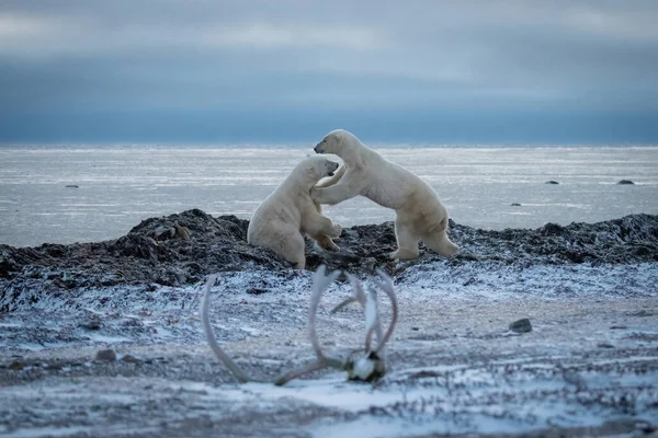 Dos Osos Polares Juegan Luchar Junto Mar —  Fotos de Stock