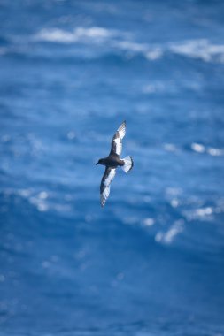 Antarktika kırlangıcı denizi çapraz kanatlarla geçer