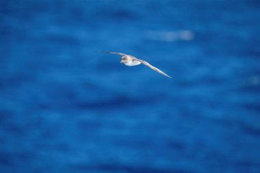 Antarktika sincabı okyanusun üzerinde süzülür kanatlarını açar