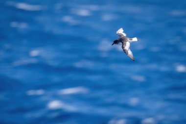 Antarktika sineği denizin üzerinde uçar ve aşağı bakar.