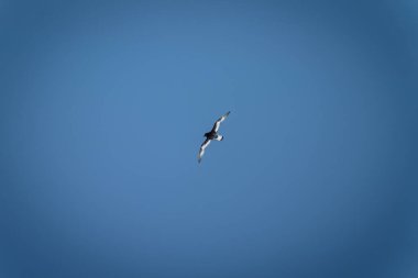 Antarktika 'da açık mavi gökyüzü