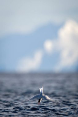 Antarktika deniz feneri balık tutmak için okyanusa dalıyor