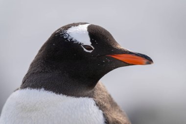 Gentoo pengueninin başı sağa dönük.
