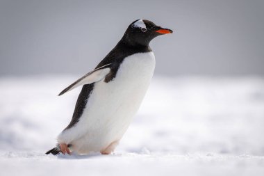 Gentoo pengueni karda sağa dönük yürüyor