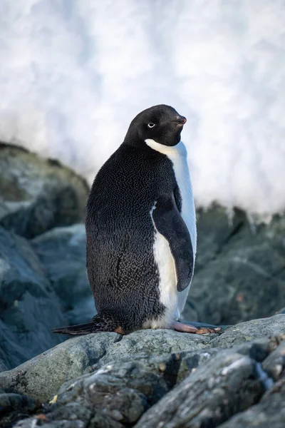 アデリーペンギンは岩の上に立つ頭を回し — ストック写真