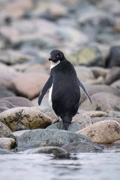 Pinguim Adelie Fica Rochas Olhando Para Trás — Fotografia de Stock