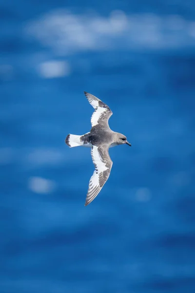 Antarctische Stormvogels Bankieren Boven Oceaan Zonneschijn — Stockfoto